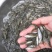 银鳕鱼苗_(量大从优)全程提供技术指导跟进欢迎电话联系
