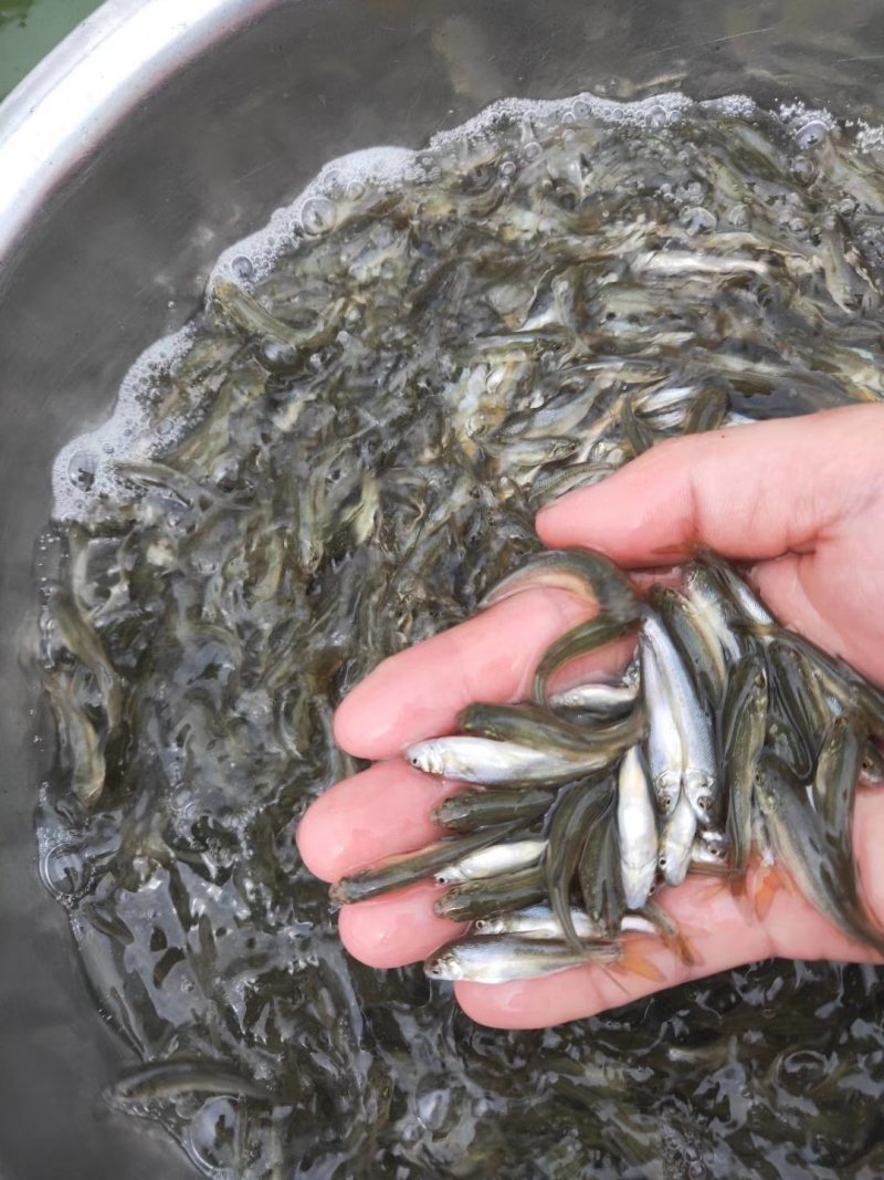 银鳕鱼苗_(量大从优)全程提供技术指导跟进欢迎电话联系