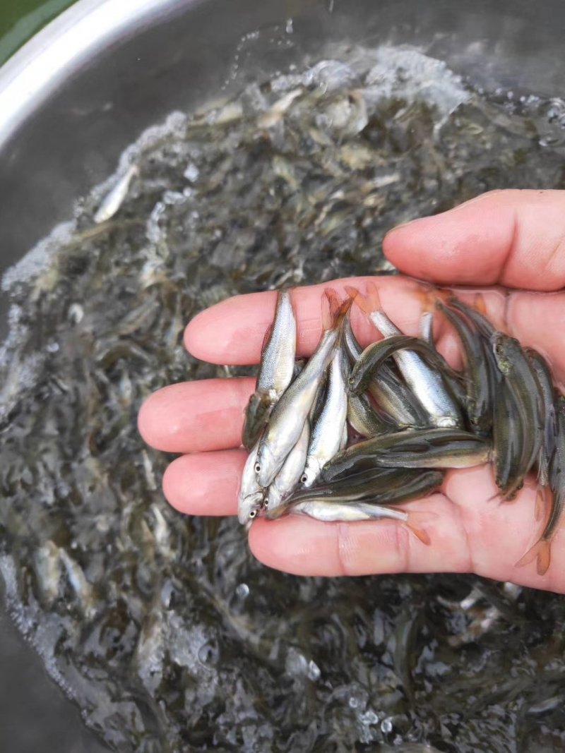 银鳕鱼苗_(量大从优)全程提供技术指导跟进欢迎电话联系