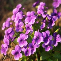 紫地丁【紫花地丁】种子菜种子室内阳台庭院盆栽观花花卉易种