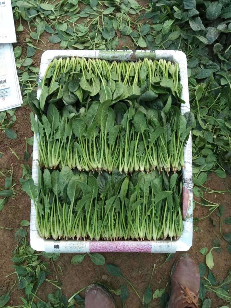 优质菠菜