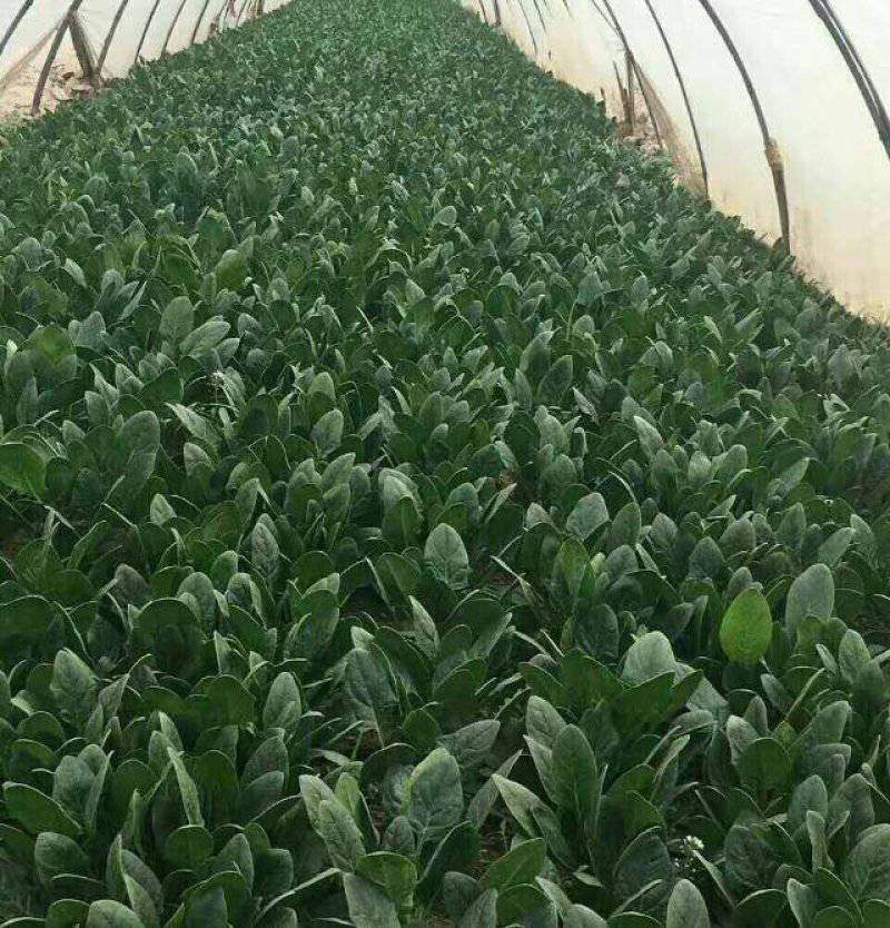 优质菠菜