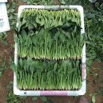 优质菠菜