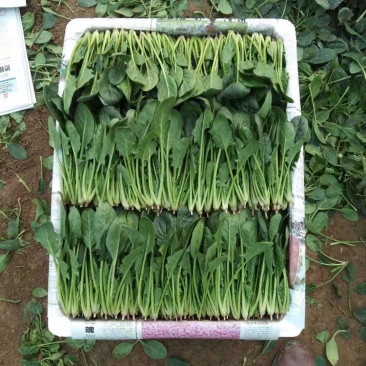 优质菠菜