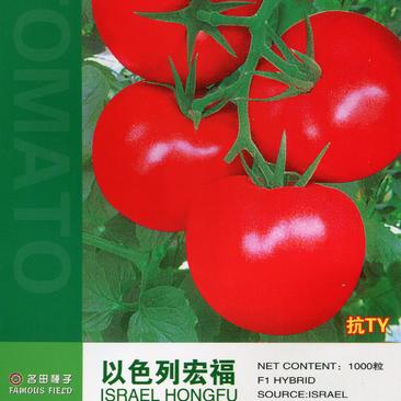 西红柿种子番茄种子大果