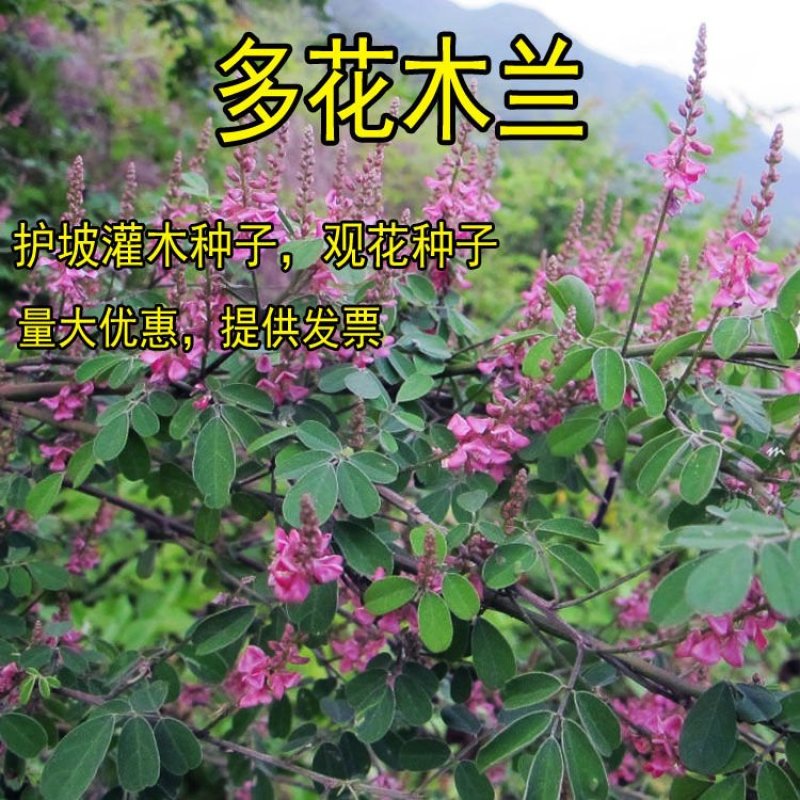 种业出售护坡专用草籽多花木兰种子抗旱耐
