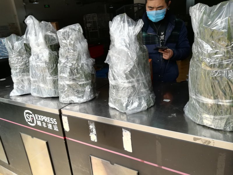 媛红碰柑枝条媛红椪柑枝条