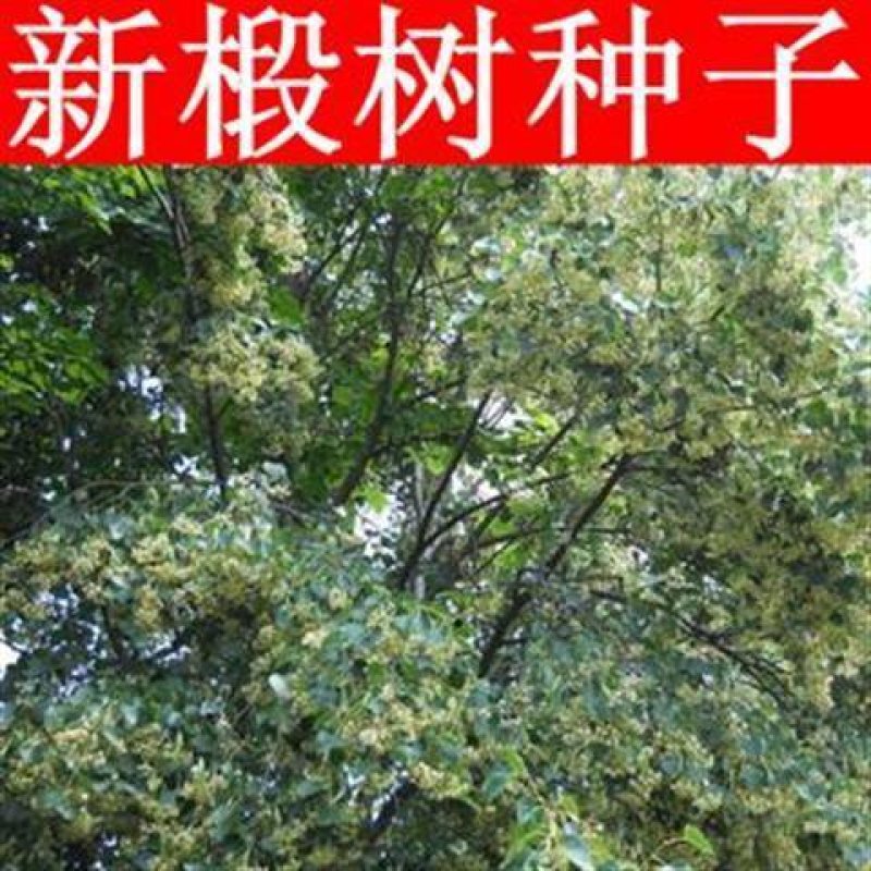 椴树种子紫椴种子火绳树家鹤儿金桐力树