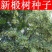椴树种子紫椴种子火绳树家鹤儿金桐力树