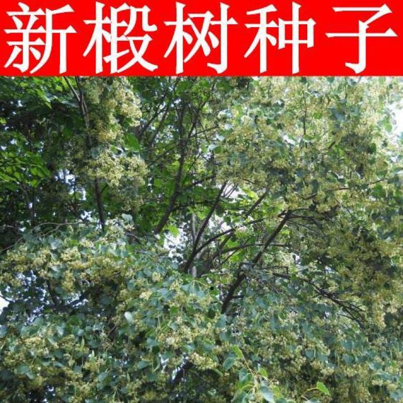 椴树种子紫椴种子火绳树家鹤儿金桐力树