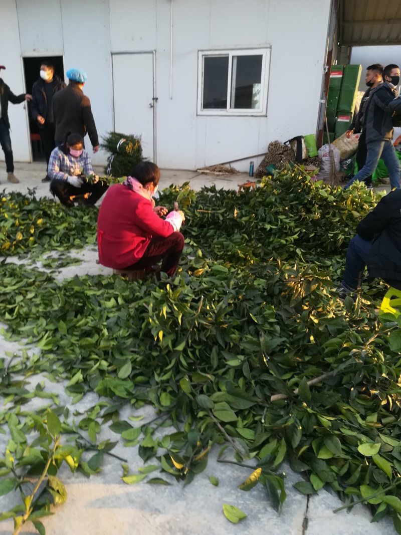 媛红碰柑枝条媛红椪柑枝条