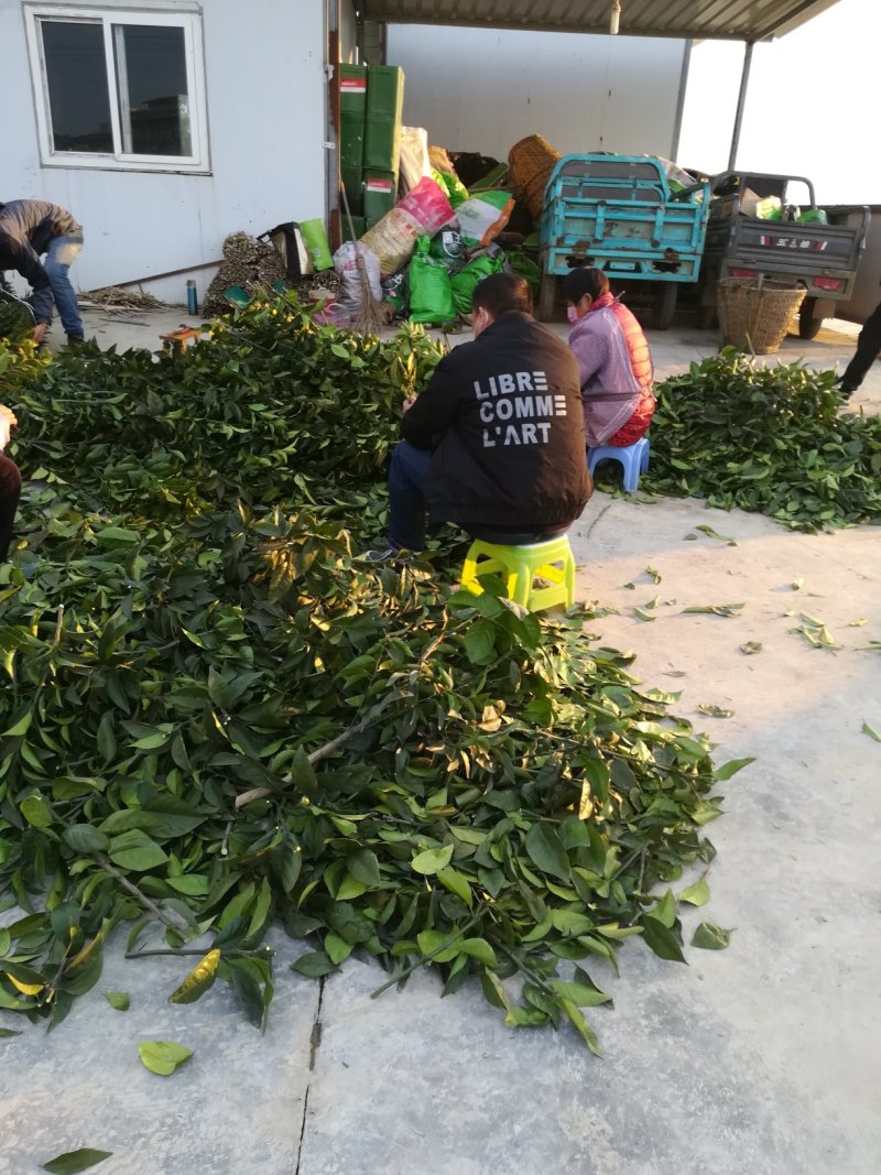 媛红碰柑枝条媛红椪柑枝条