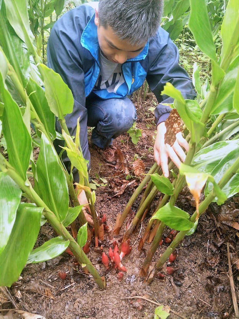洋荷