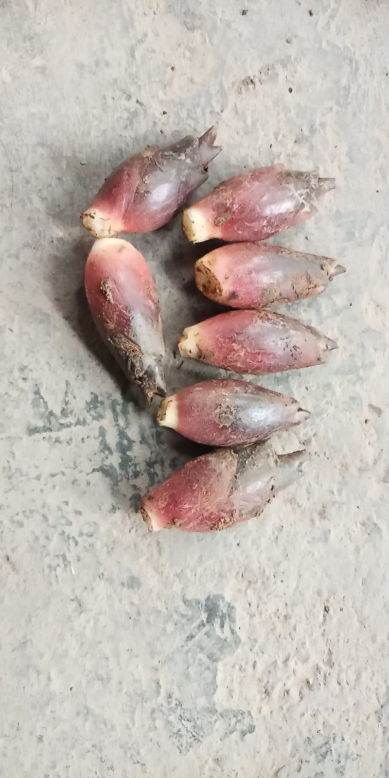 洋荷