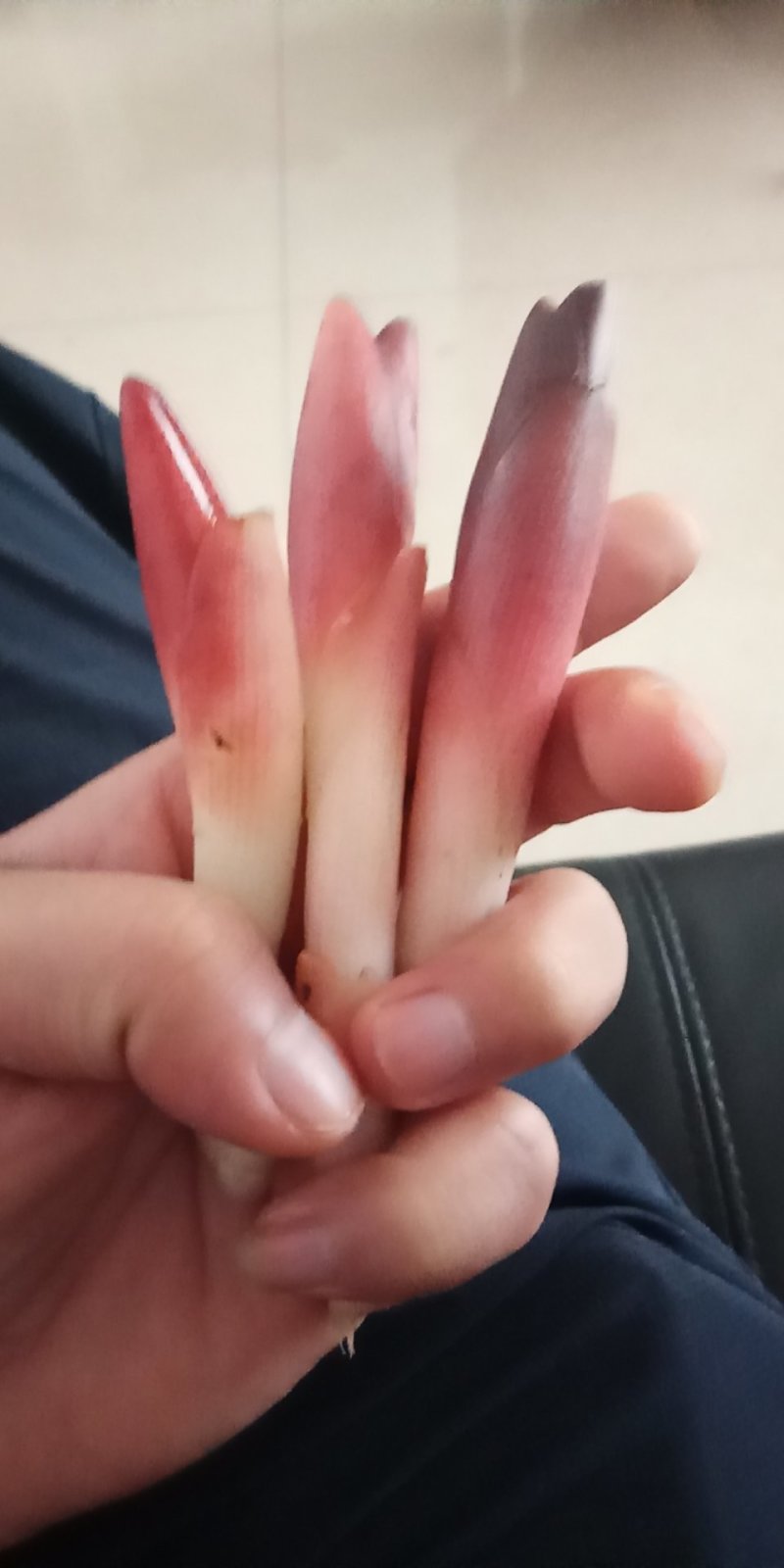 洋荷