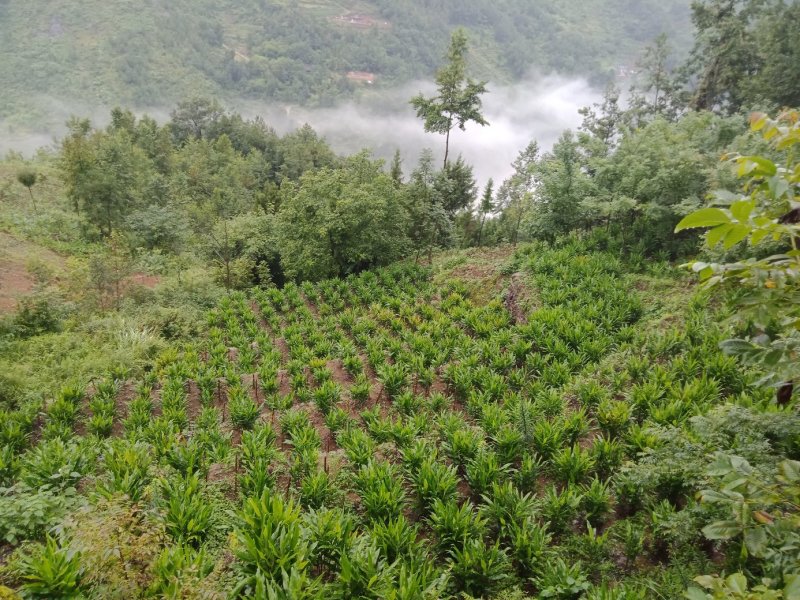 洋荷