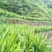 洋荷