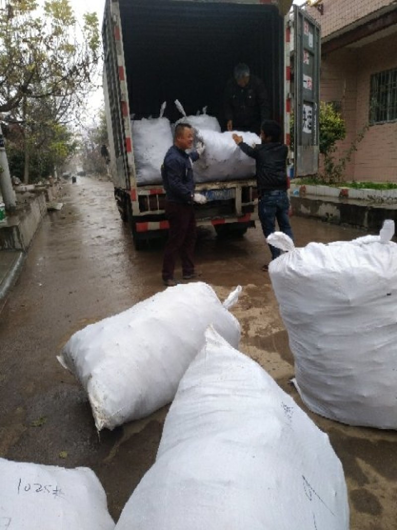 户太八号葡萄苗免费技术跟踪服务保证质量纯度成活率