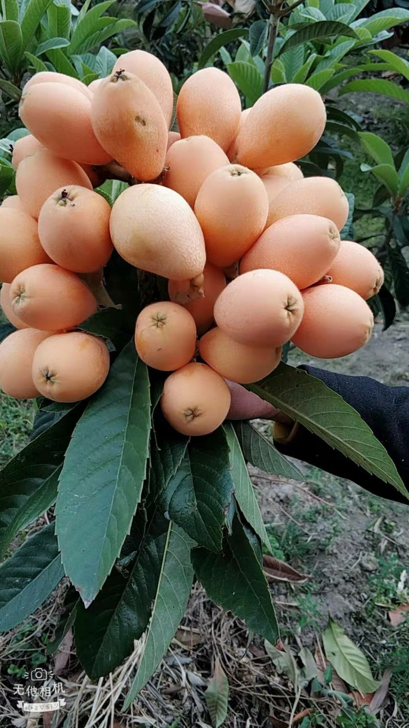 阳光果业