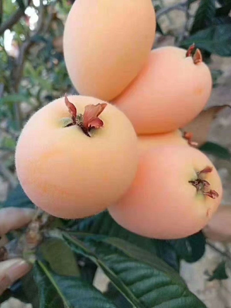 阳光果业