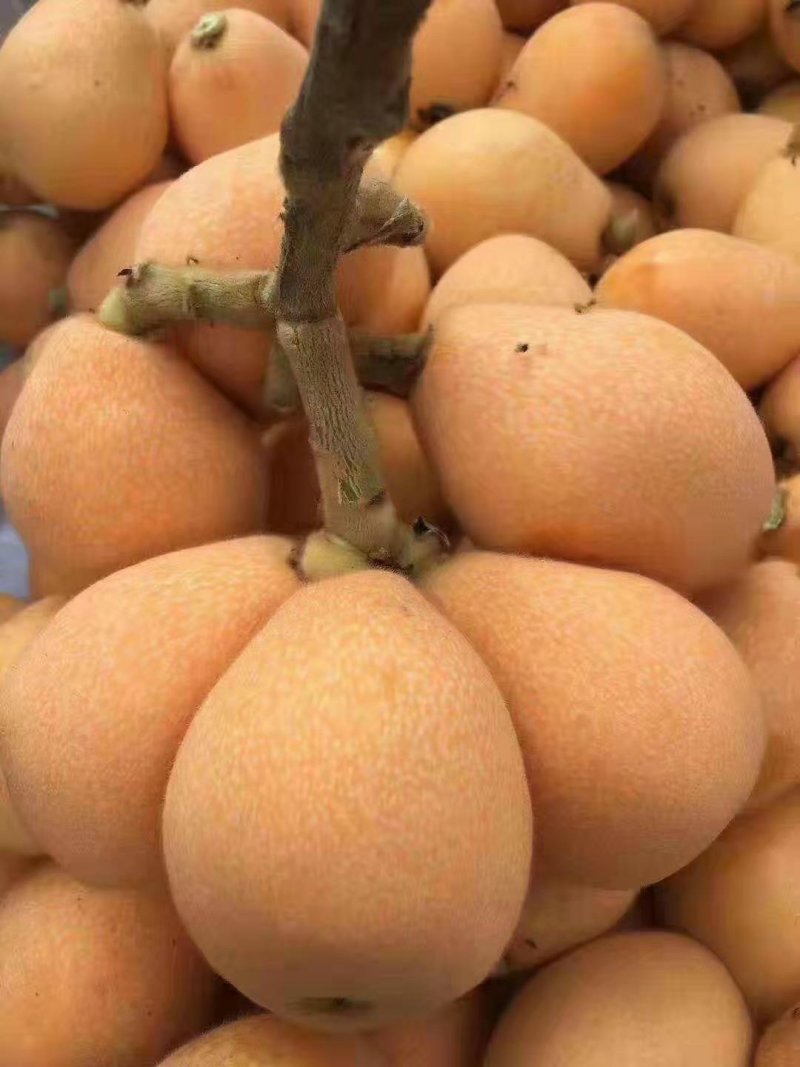 阳光果业