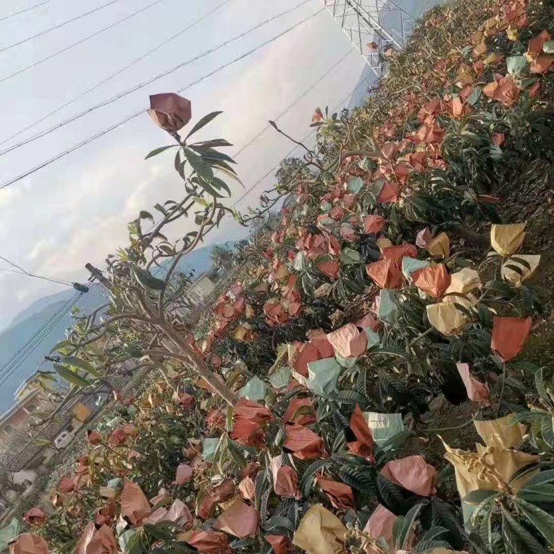 阳光果业