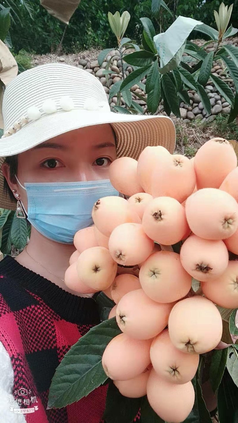 阳光果业