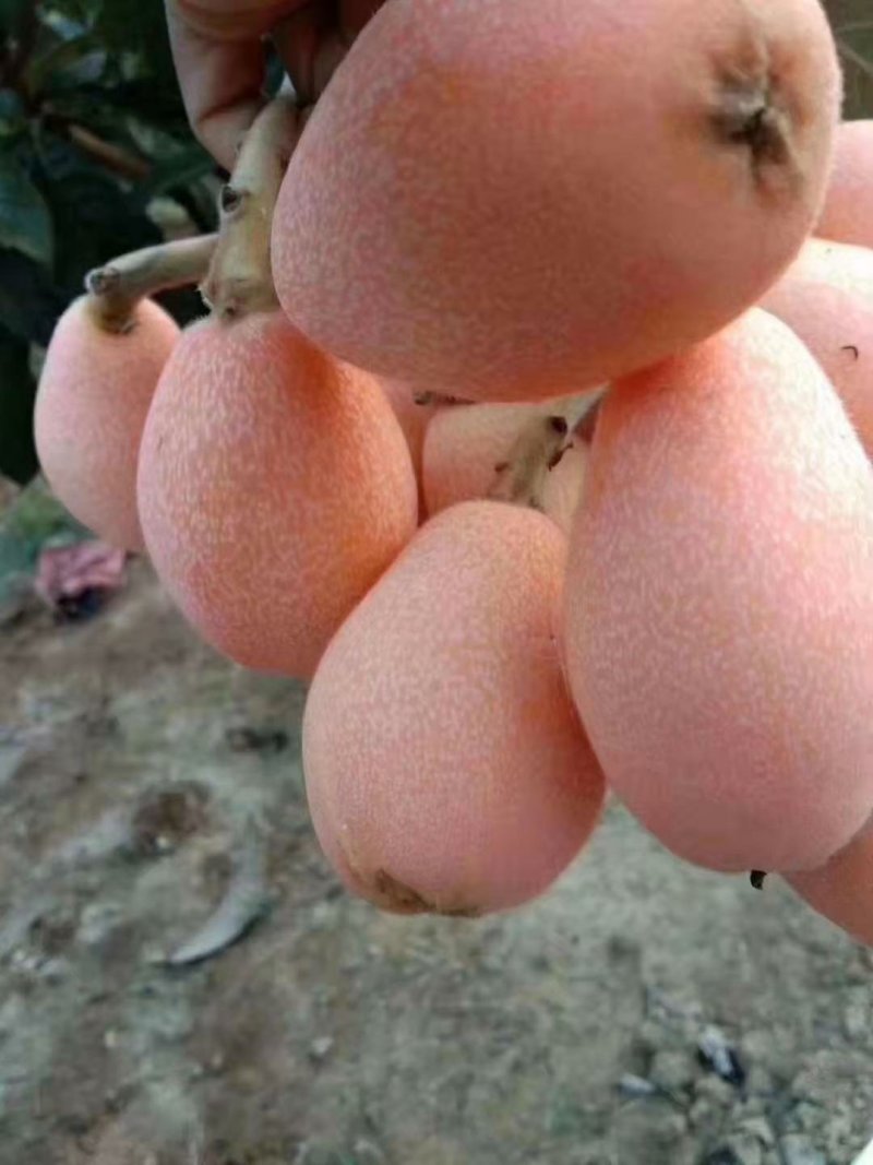 阳光果业