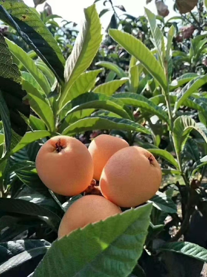 阳光果业