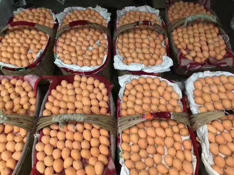阳光果业