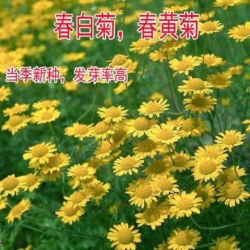 名贵菊花种子杭白菊洋甘菊花籽春白菊种子春黄菊种子