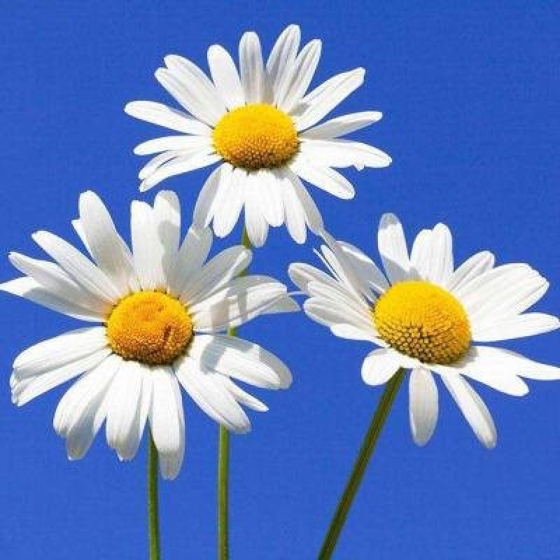 名贵菊花种子杭白菊洋甘菊花籽春白菊种子春黄菊种子