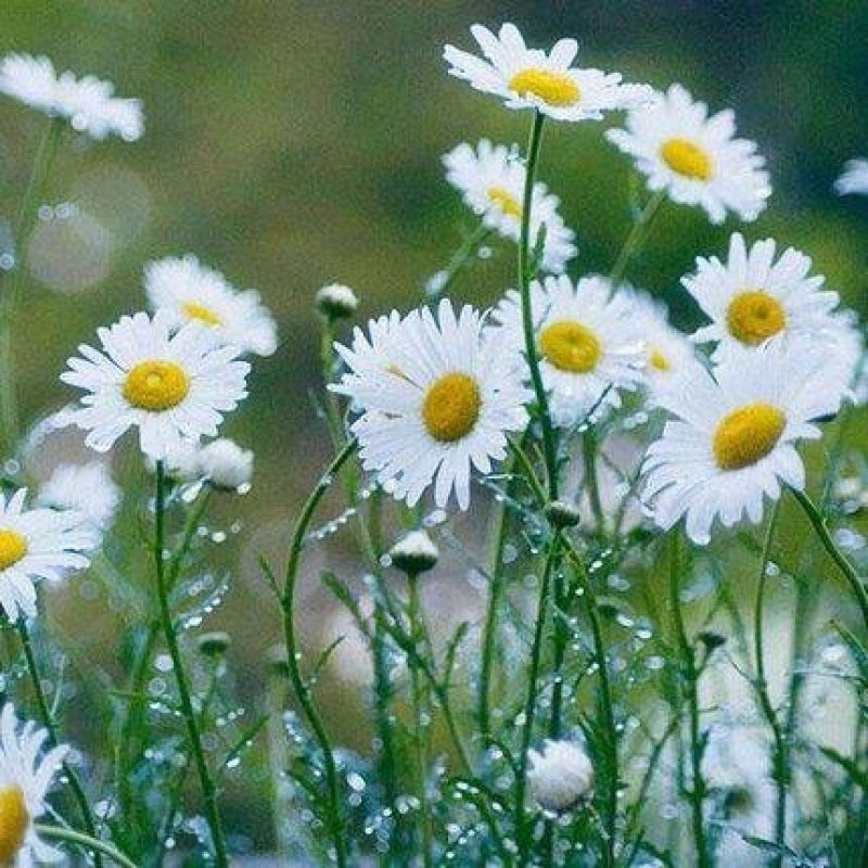 名贵菊花种子杭白菊洋甘菊花籽春白菊种子春黄菊种子