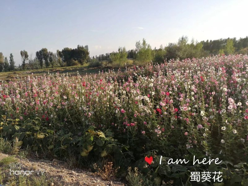 蜀葵种子&甘肃总供货