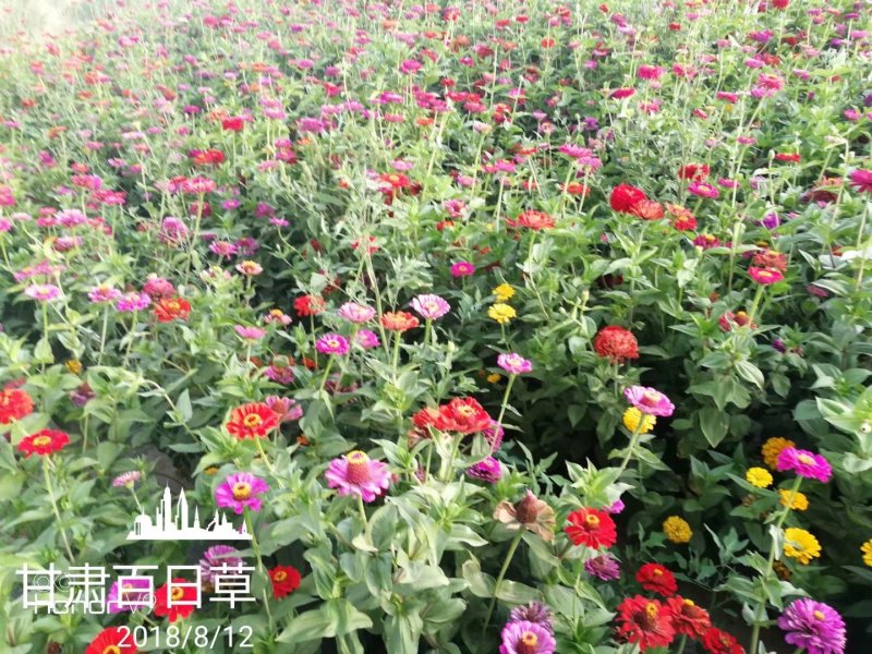 百日草种子*2021年酒泉产地新货，芽率高