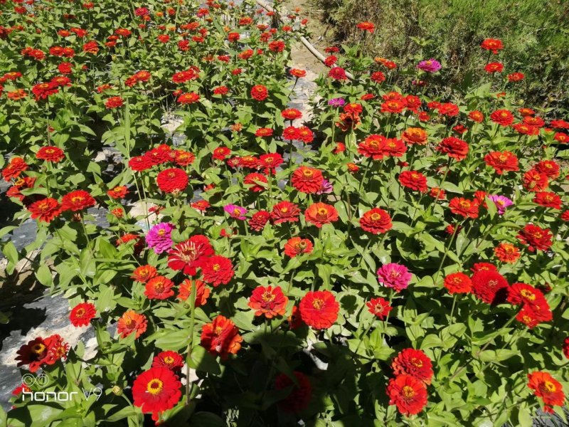 百日草种子*2021年酒泉产地新货，芽率高