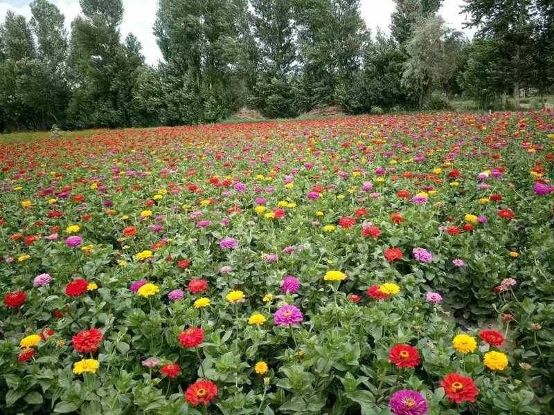 百日草种子*2021年酒泉产地新货，芽率高