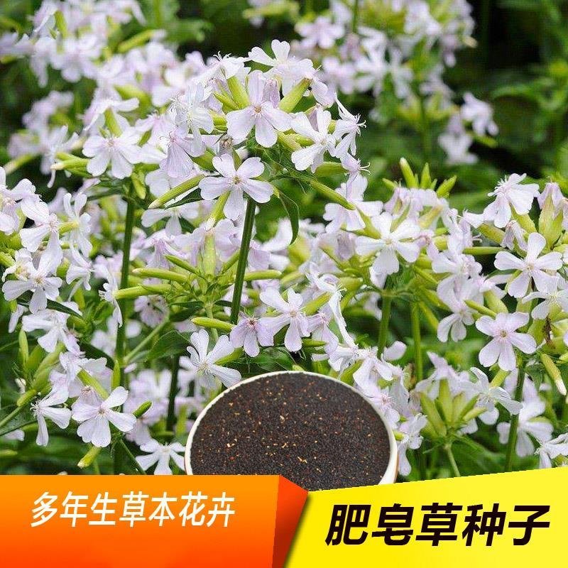 肥皂草种子石碱花种子多年生花种花籽四季易活景观花海耐