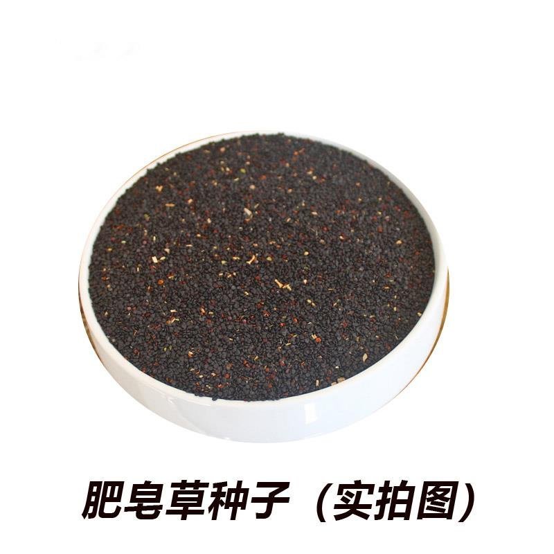 肥皂草种子石碱花种子多年生花种花籽四季易活景观花海耐