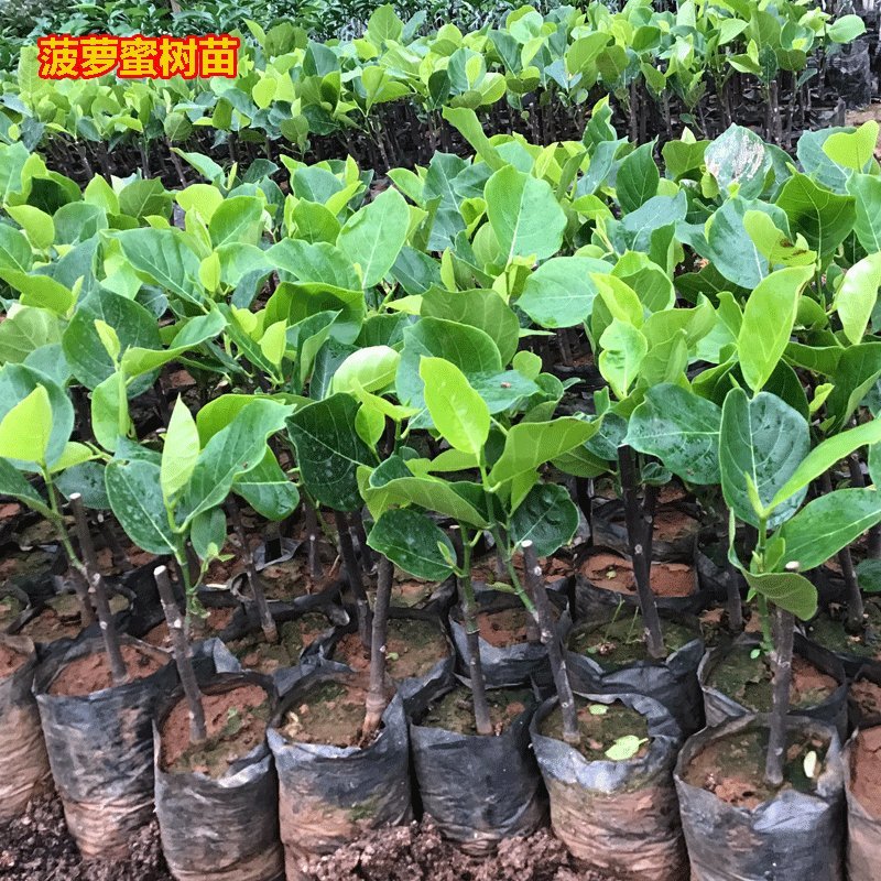 茂北果苗专业育苗，菠萝蜜苗，品种齐全，包质量包邮