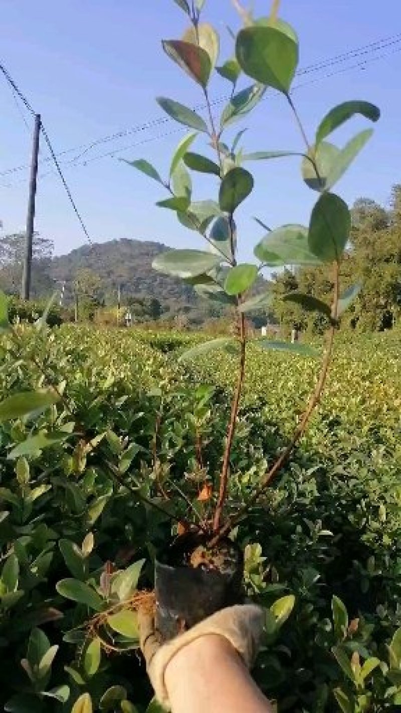 桃金娘苗，山稔苗，乌肚子，