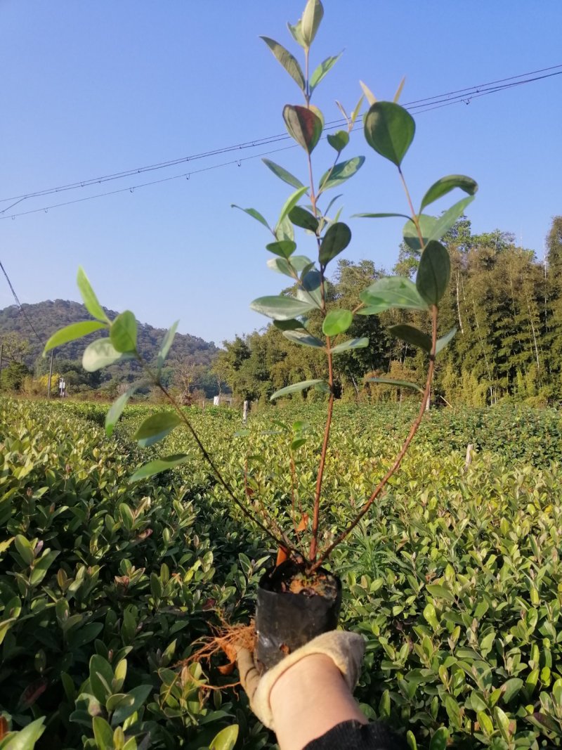 桃金娘苗，山稔苗，乌肚子，