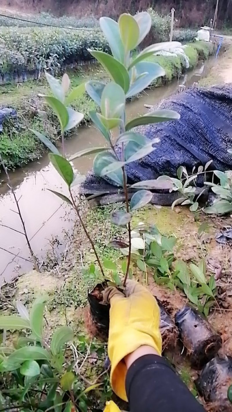 桃金娘苗，山稔苗，乌肚子，