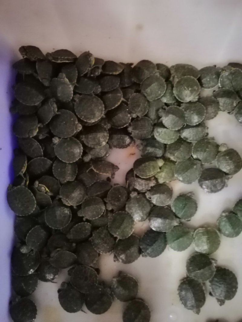 大量批发巴西龟苗，小苗1000只起批，量大从优