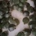 大量批发巴西龟苗，小苗1000只起批，量大从优