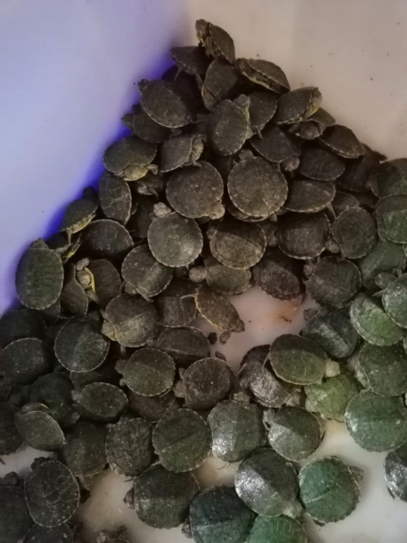 大量批发巴西龟苗，小苗1000只起批，量大从优