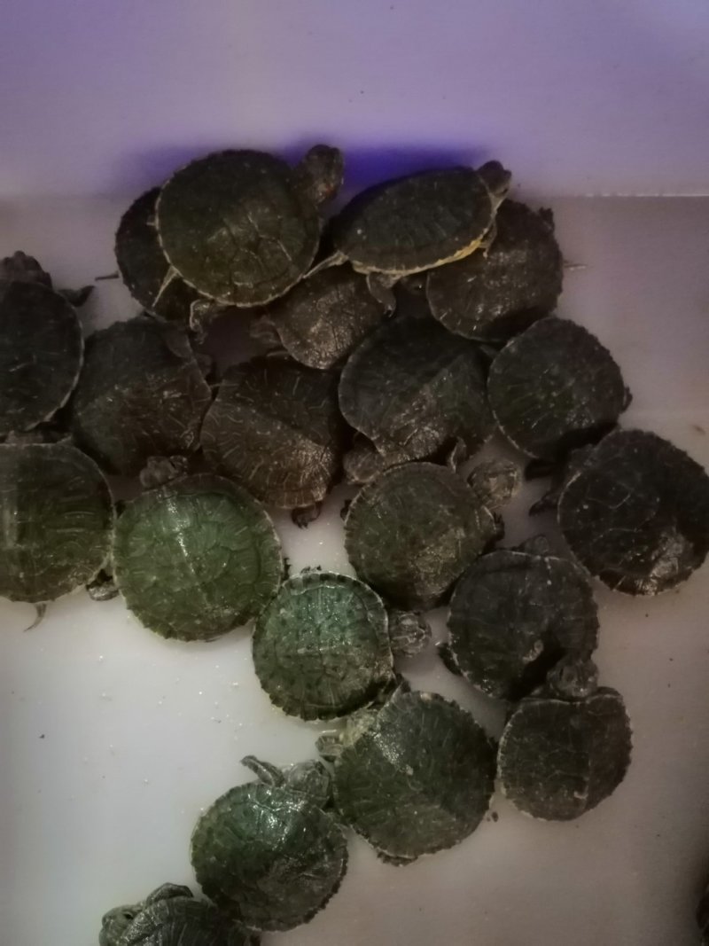 大量批发巴西龟苗，小苗1000只起批，量大从优