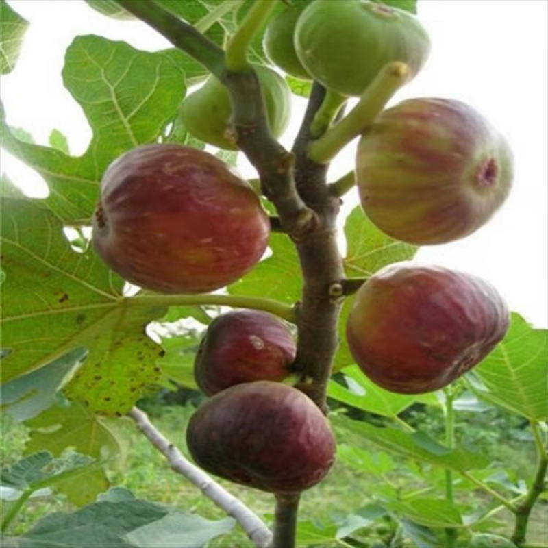 无花果苗，无花果树苗批发价格，青藤农业现货供应
