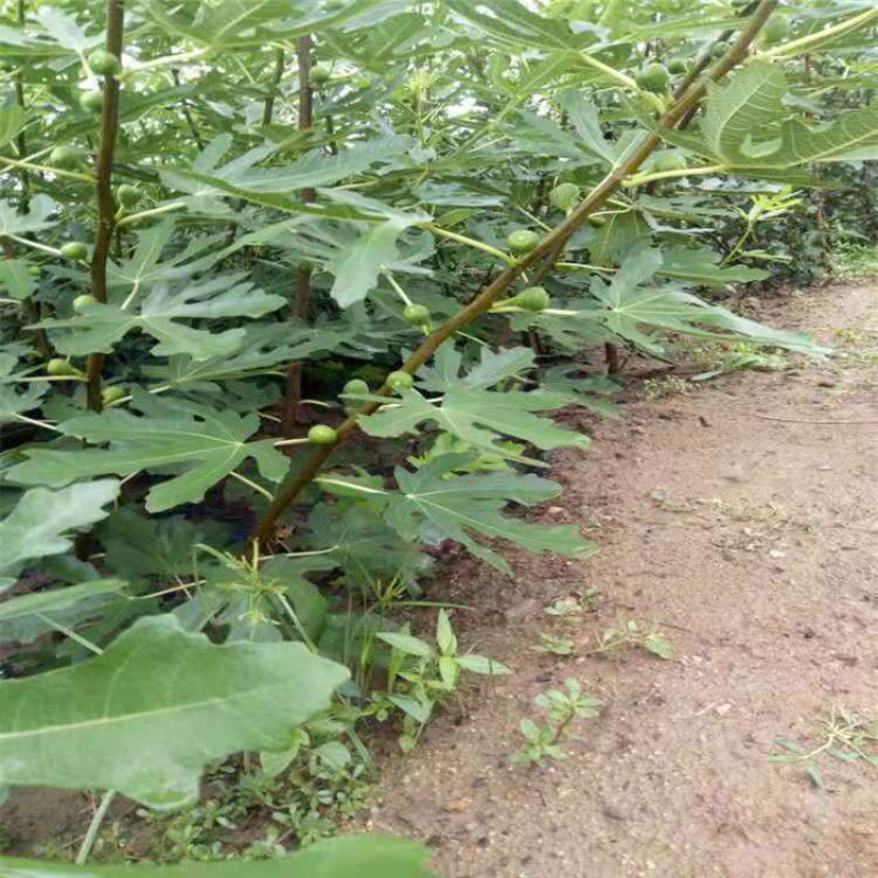 无花果苗，无花果树苗批发价格，青藤农业现货供应