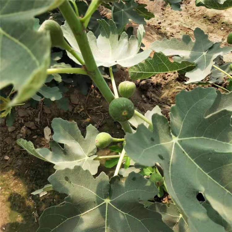 无花果苗，无花果树苗批发价格，青藤农业现货供应